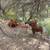 Ranch for Sale 2678 ac in Mexico, near Border Great Hunting Negotiable 5 thumbnail