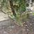 two Arborvitae 2 thumbnail