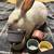 Pet rabbit 1 thumbnail