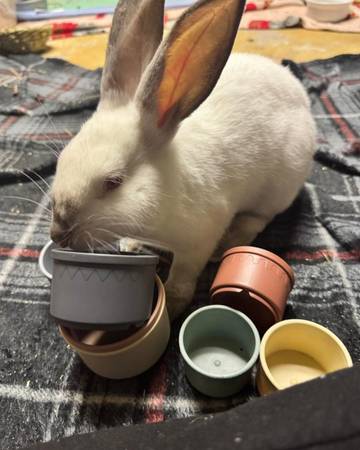 Pet rabbit 1