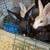 New Zealand rabbits 3 thumbnail