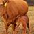 Gentle Heat Tolerant Grass Efficient Cows - Gelbvieh/Red Angus/Senepol 19 thumbnail