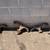 50’s 60’s 70’s Chevy Ram Exhaust Manifolds and Headers 9 thumbnail