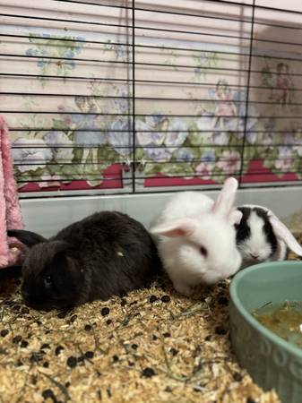 Holland lops (Marietta)63922481349506120