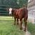 Steer 2 thumbnail