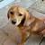Dog 1 thumbnail