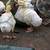 African goslings for sale 2 thumbnail