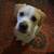 Really needing help for three male dogs! 4 thumbnail