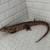 Argentinian Red Tegu 2 thumbnail