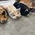 Kunekune piglets 5 thumbnail