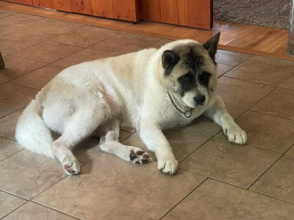 Akita (Virginia Beach)63882831823745121