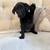 Puppy Mix 1 thumbnail