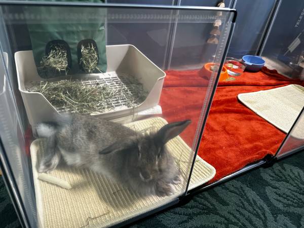 6 month old rabbit (Camp Lejeune)63925385108226122