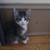 Kittens and cats 4 thumbnail