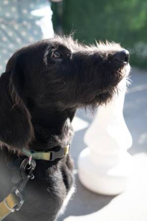 Rehoming brother and sister together (Seattle)63853558386945122