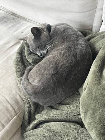 Hermoso gato gris602882350997852162