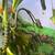 Monarch Butterfly Caterpillars 1 thumbnail