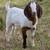 Boer bucklings 1 thumbnail