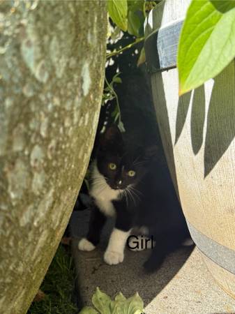 Kittens rehoming (Oregon City)63916449600514121