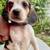 rehoming beagle puppies 5 thumbnail
