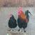 Roosters- Marans & Easter Egger 1 thumbnail