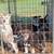 German Shepherd x husky puppies 3 thumbnail