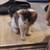 Free kittens 5 thumbnail