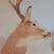 Antique Mounted Whitetail 2 thumbnail