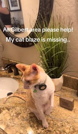 Lost cat (Gilbert)63905906159747121