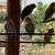 Lovebirds 3 thumbnail