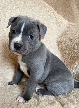 Vet Checked & Healthy 1