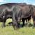 HERD SELLOUT 12 Bred Cows 8 thumbnail