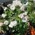 $20 Each Iceberg White Rose Live Plants Fragrant Rose Bush Shrubs 4 thumbnail