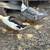 Ducks 1 thumbnail
