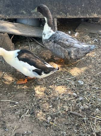 Ducks 1