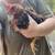 Young Rooster needs new home 3 thumbnail