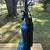 Vacuum New Hoover T-Series WindTunnel Bagged Upright PLUS 10 6 thumbnail