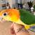 Parrots 1 thumbnail