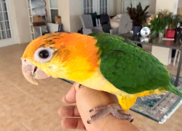 Parrots 1