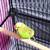 Parakeet 3 thumbnail