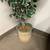 Artificial Houseplant Tree in Ceramic Pot 2 thumbnail