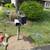 Affordable,Clean ups,log split,tree removal,&More 610-961-2045 20 thumbnail