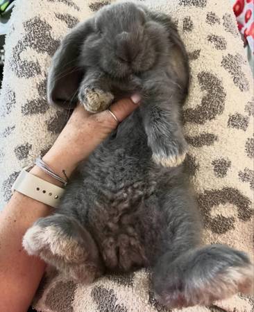 Rehoming Blue Buck (boy) French Lop – Sweet & Friendly ?? (Hacienda Heights, Los Angeles, Orange county, San Bernardino)63953953934466122