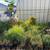 *Plant & Tree Sale* 4 thumbnail