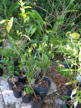 NIGHT BLOOMING JASMINE 1