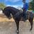 Stallion 4 thumbnail