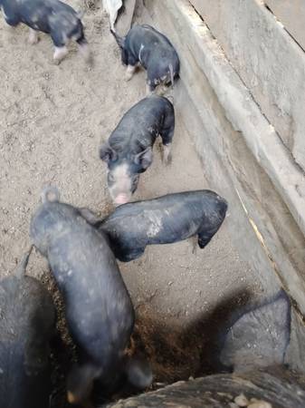 Berkshire Piglets - $125 (Jackson)63470659328513121