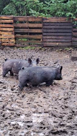 Yorkshire Cross Hogs 1