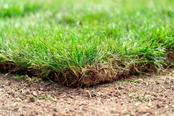 Sod, Grass, Seed, Lawn, Grade, Dirt, Patios and more! 1