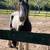Gypsy vanner mare 3 thumbnail